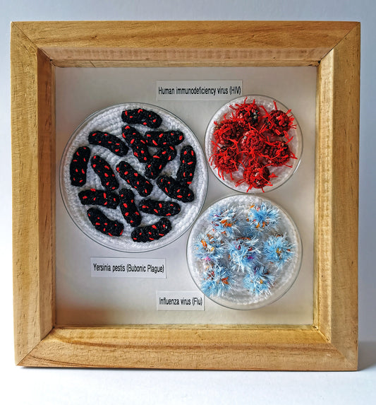 'Deadly Pandemics' Framed Petri Dish Set